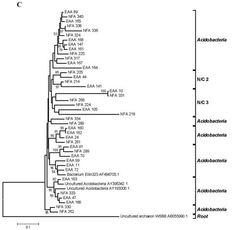 Phylogenetic Dendrogram Showing Clones Belonging To Acidobacteria