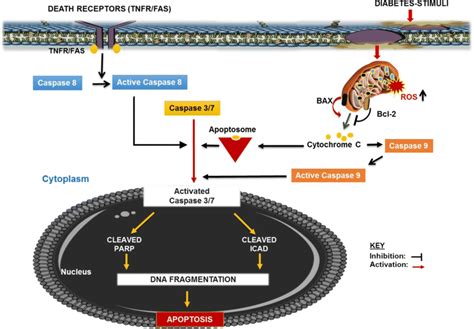 Schematic Diagram Of Mitochondrial Depolarization Dna Fragmentation