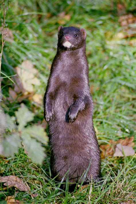 Mink (Mustela vison) | Skoven i Skolen