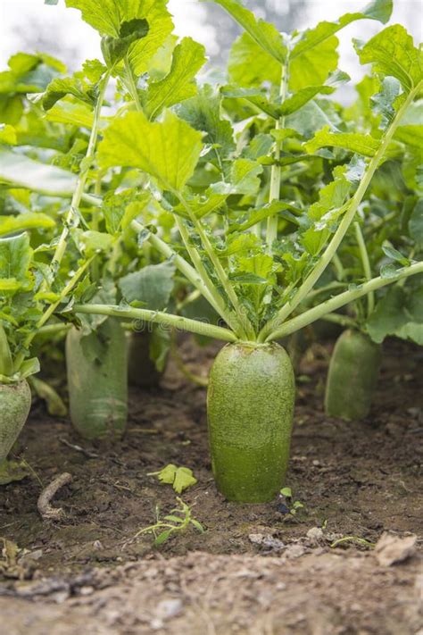 Les Navets Verts Dans Le Potager Image Stock Image Du Nourriture