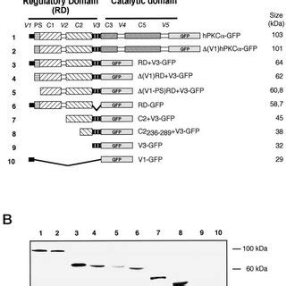 Hpkc Gfp Fusion Proteins A Schematic Representation Of Hpkc Gfp