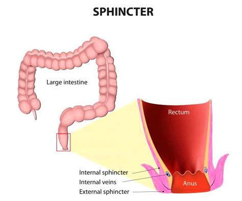 Rectal Cancer Signs And Symptoms Causes And Coverings Medical News