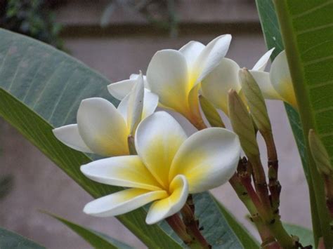 Ndian Jasmine Frangipani Plumeria Alba Affirmation I Release My