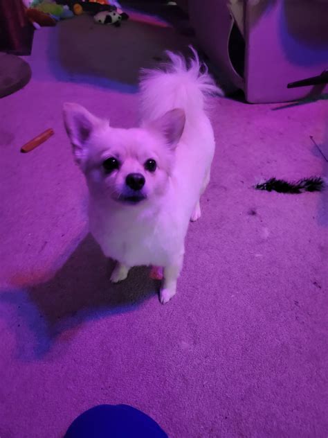 Haircut season : r/Pomchi