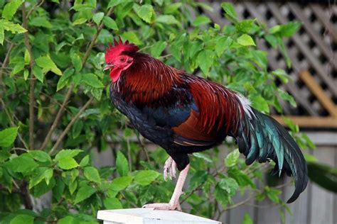 7 Beautiful Long Tail Chickens Onagadori Included Eco Peanut