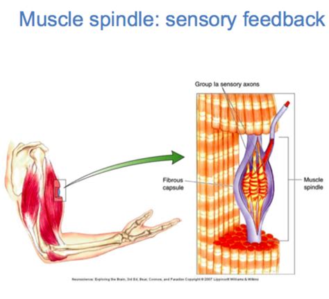 Module Muscle Spindles Gto Stretch Reflex Flashcards Quizlet