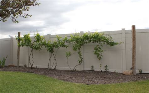 Hettinger.us: Decorative Grapevine Trellis