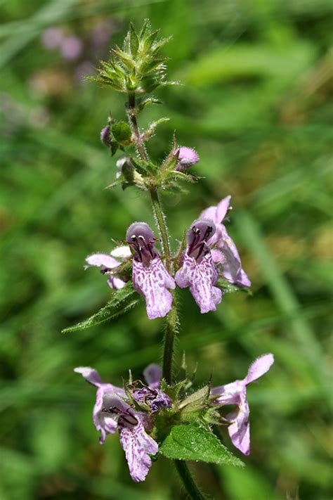 Hispid Hedge Nettle