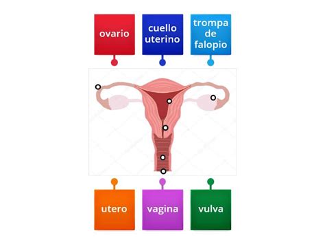 Aparato Reproductor Femenino Diagrama Con Etiquetas