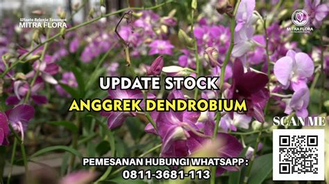 Update Anggrek Dendrobium Koleksi Terbaru Ada Promo Mitra Flora