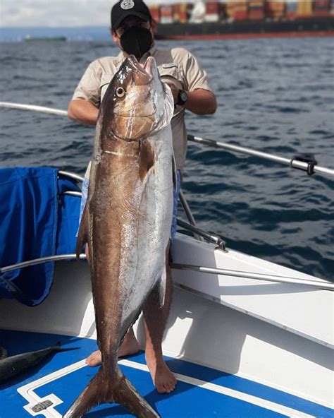 Pesca Deportiva En Panam Gu A De Capturas Yates Taboga