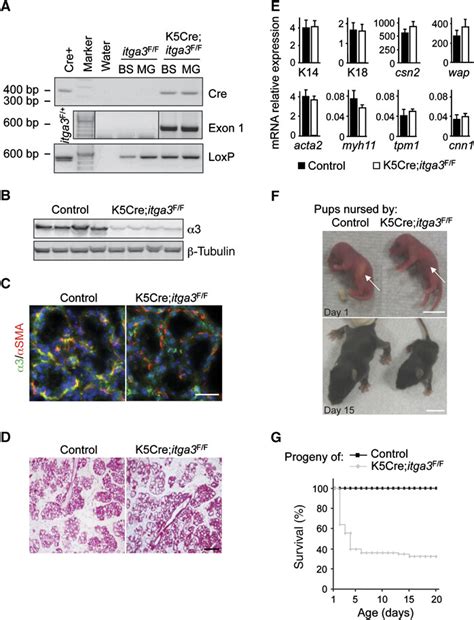 Control Of Mammary Myoepithelial Cell Contractile Function By