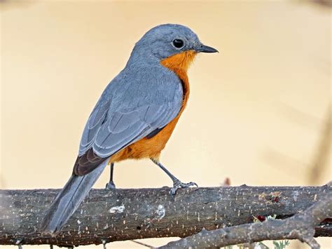 Birds Of Maasai Mara National Reserve Kenya Birding Safaris