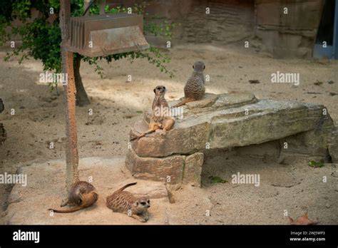 Meerkats Oasis In The Heart Of The Zoo Enchanting Meerkats Meerkat