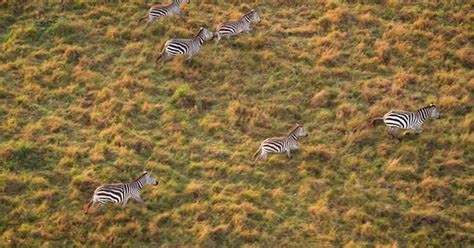 Aerial shot above dazzle of zebras galloping over grassy African plain ...