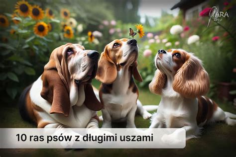 Pies z długimi uszami Poznaj 10 ras psów o długich uszach Zobacz