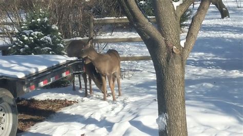 Deer Friends In My Yard Youtube