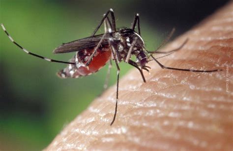 Mosquito Spray Advantages Use When Camping Different Variants In