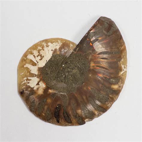 Opalized Ammonite Fossil Specimen