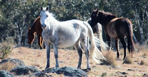 All About The Brumby: Australia's Controversial Feral Horse