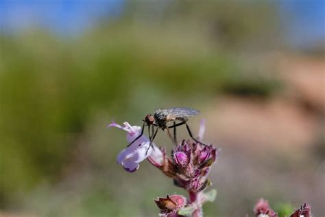 Mosquito Repellent Garden Plants For Texas