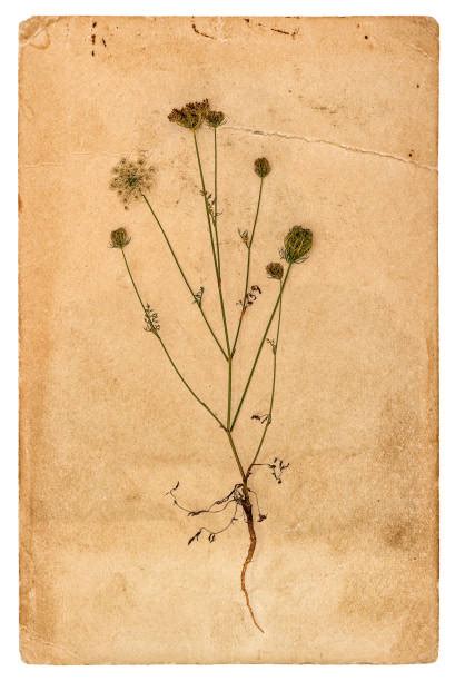 Herbarium Foto Stok Potret And Gambar Bebas Royalti Istock