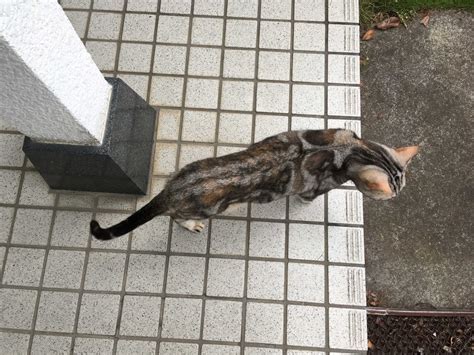 猫、本当の姿⁉ 猫のくるみ お世話日記