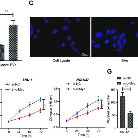 Evs C Myc Accelerates Proliferation Migration And Invasion Of Gc Download Scientific Diagram