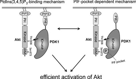 Two Alternative Ptdins 3 4 5 P 3 Binding And Pif Pocket Dependent Download Scientific Diagram