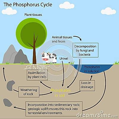 The Phosphorus Cycle Vector Illustration | CartoonDealer.com #60942534