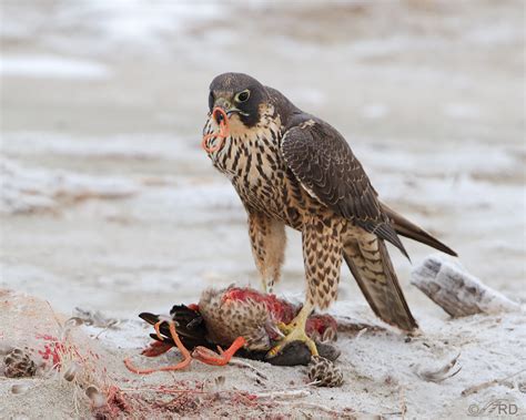 Peregrine Falcon Feeding Behavior (graphic) – Feathered Photography