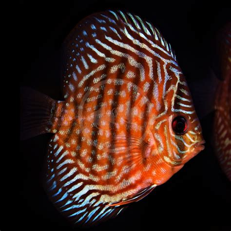 DISCUS ROYAL RED Symphysodon Sp Aquatics Unlimited