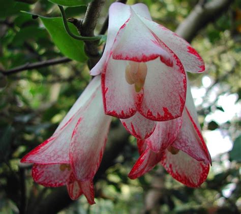 Lapageria Rosea Chilean Bellflower Collinge Dr Bullock X Mission