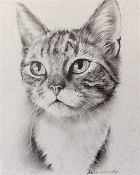 Graphite Pencil Portrait Of This Beautiful Cat Was Drawn On The Small