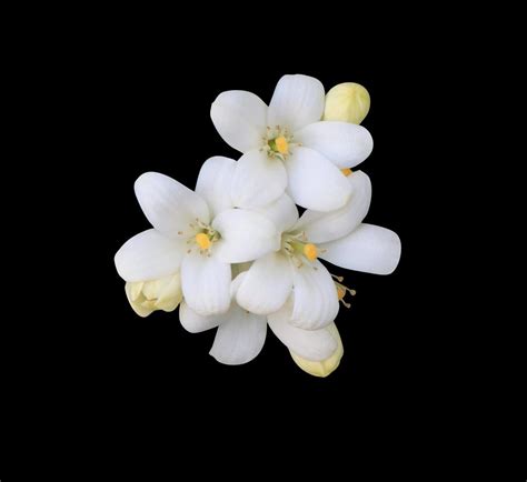 Orange Jasmine Or Murraya Paniculata Flowers Close Up White Exotic