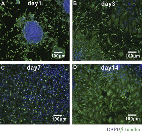 The Regulation Of NSC Differentiation By 2D Graphene Based Substrates