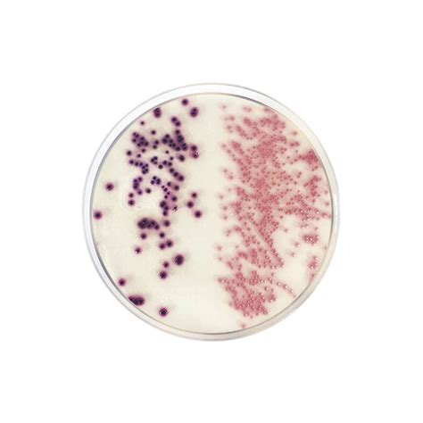 Agar Cromog Nico Coliformes Cca Iso Formato G