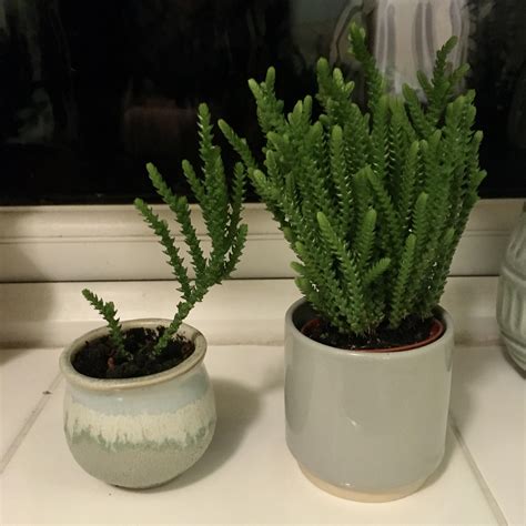 Growing Crassula Muscosa Tips On Watch Chain Plant Care