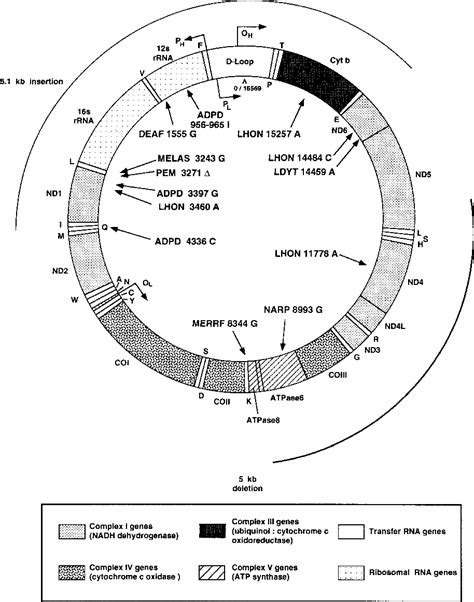 Figure 1 From MITOMAP An Update On The Status Of The Human