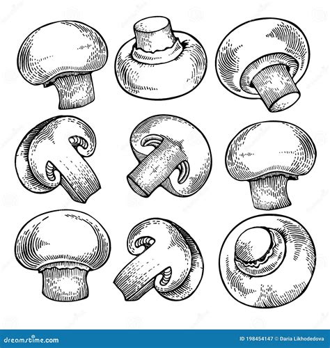 Vector Set Of Champignon Mushrooms Stock Vector Illustration Of Macro