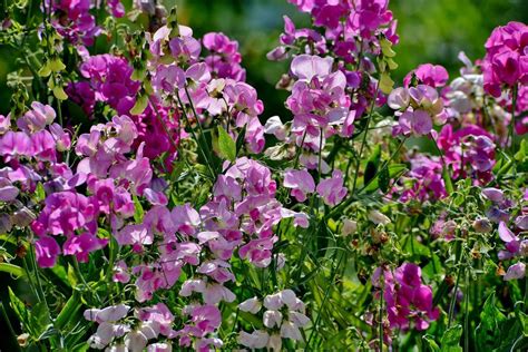 Ervilha De Cheiro Lathyrus Odoratus Queridas Plantas