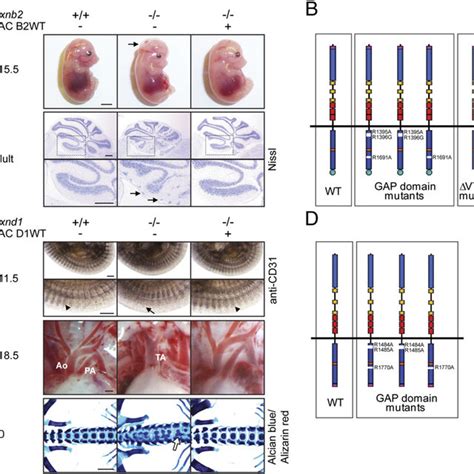 Generation Of Bac Transgenic Mice Expressing Triple Myc Tagged Versions