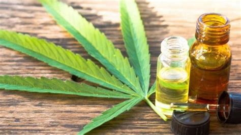 Aceite De Cannabis ¿cuáles Son Sus Propiedades