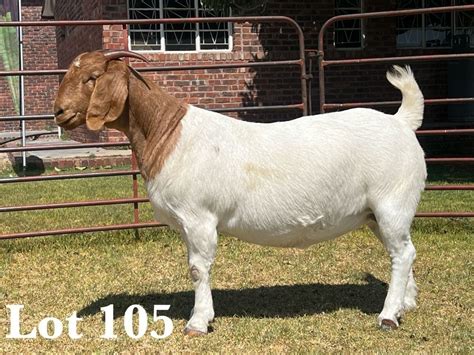 1x Boer Goat Doe Commercial Colour Lukas Burger 25th Production Sale