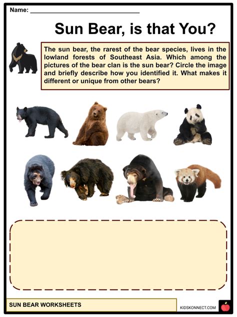 Sun Bear Facts & Worksheets | Characteristics, Habitat, Diet