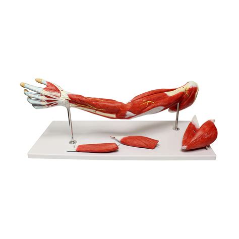 MonMed Human Arm Anatomical Muscle Model Anatomy Arm Model – Shoulder ...