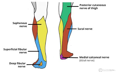 The Common Fibular Nerve Course Motor Sensory TeachMeAnatomy