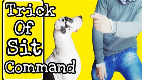 How To Train Your Dog Sit Command Dog Ko Kaise Train Karte Hain