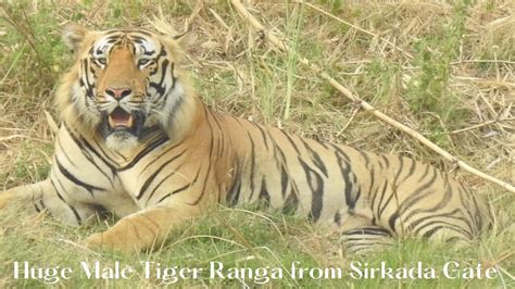 Ranga Male Tiger The King Of Sirkada Tadoba Andhari Tiger Reserve Youtube