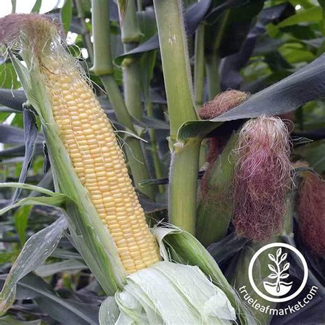 Honey Select Hybrid Corn Seeds Bulk Wholesale For Farm And Garden